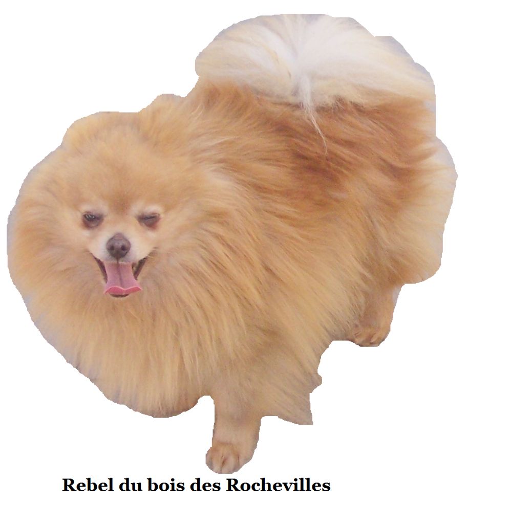 Rebel du Bois des Rochesvilles