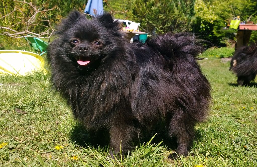 La black bou'boule (Sans Affixe)